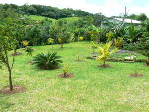 The large backyard has promising landscaping.